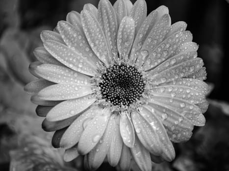 wet gerbera flower in black and white