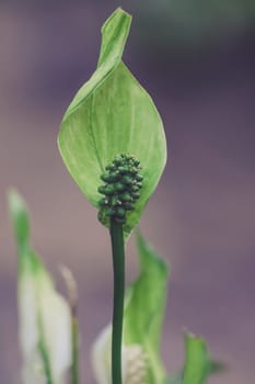 Peace lily (Spathiphyllum cochlearispathum) clearly showing the characteristic spadix and spathe