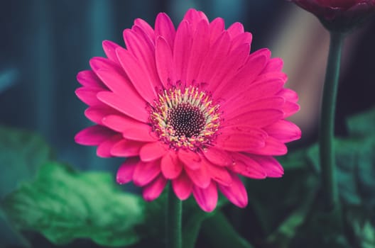 pink gerbera flower head with natural background