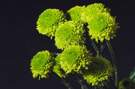 Bunch of Ggreen chrysanthemum flowers on grey background