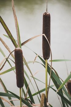 reeds by the lake, also called corn dog grass
