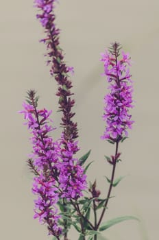 Purple Marsh Orchid flower, Dactylorhiza incarnata