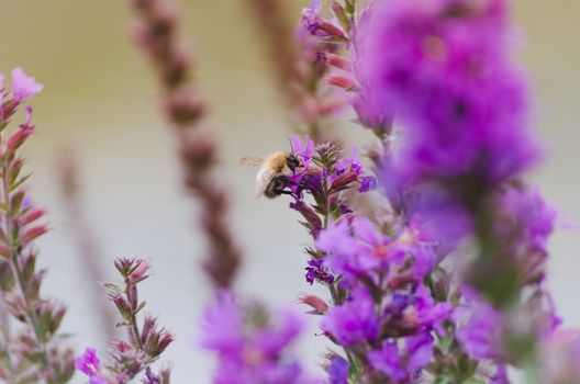 Looking bumble bee sitting on purple flower, lavender