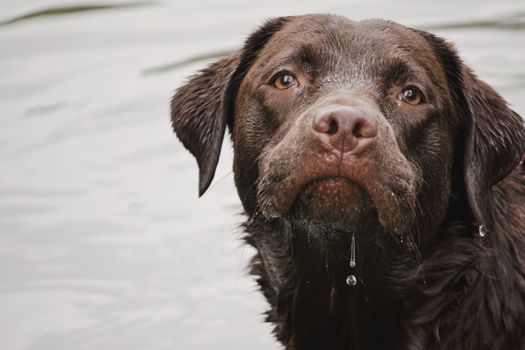 wet chocolate labrador with a water droplet with the water in the background