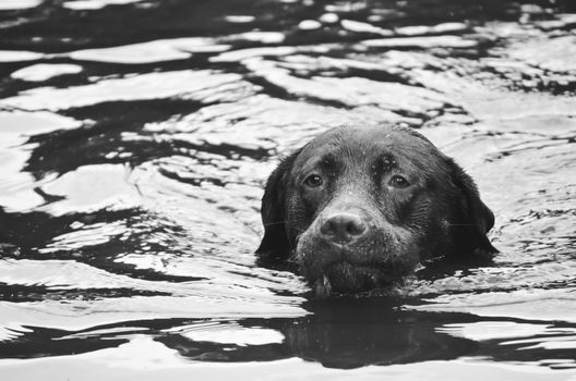 dog swimming in the water, head sticking out