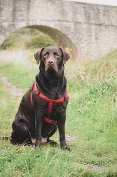 chocolate labrador with red  harness sitting outdoors, bridge in the background