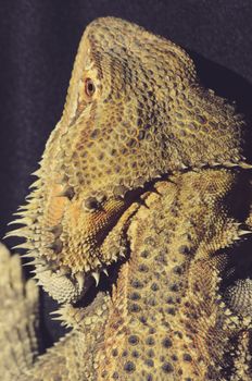 bearded dragon from above, spiky skin texture