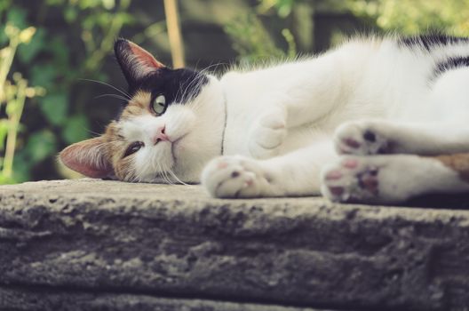 Cat laying on its side. Cat relaxing on the stone in the park