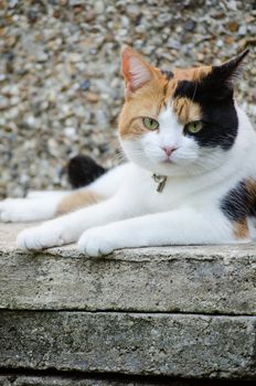 Cat with the jingle bell laying on the tiles against grey wall background.