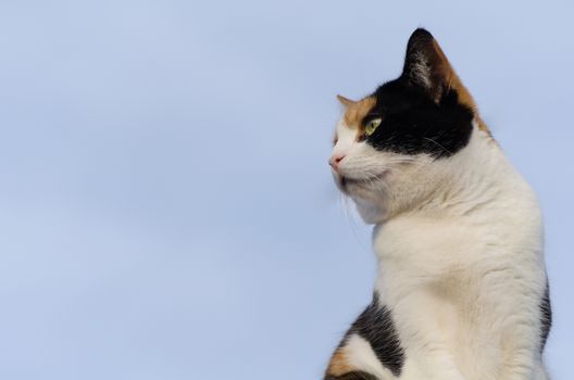 calico cat with the blue sky in the background