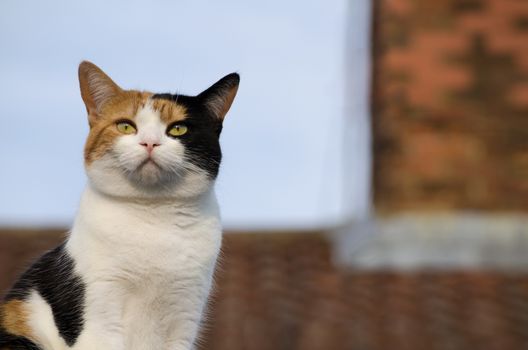 Calico cat on the roof, basking in the sun