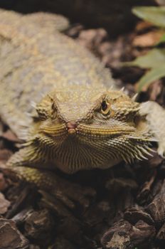 close up of a bearded dragon, agama vitticeps