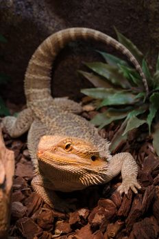 bearded dragon walking on bark under the spotlight