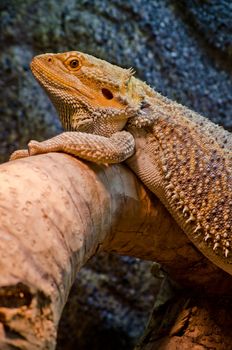 reptile pet bearded dragon resting on a log, basking