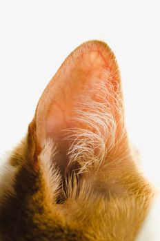 close up of a ginger cats ear on a white background