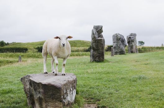 sheep standing on the stone in Avebury, UK