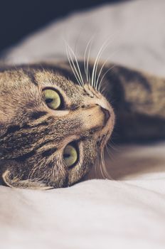tabby cat with big green eyes lying on a side in bed sheets