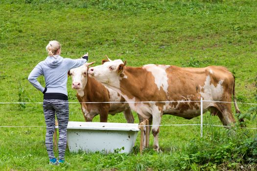 Active female hiker wearing sporty clothes observing and caressing pasturing cows on mountain meadow, Gorenjska region, Alps, Slovenia.