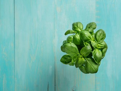 Bunch of fresh basil on blue wooden table. Fresh green basil on turquoise background with copy space. Top view or flat lay.