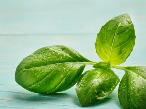 Fresh basil leaf close up on blue background. Green basil wih copy space.