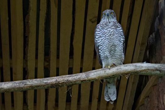 Adult male of Northern goshawk. Accipiter gentilis. Family hawks