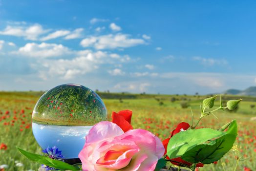 creative concept in a poppy field