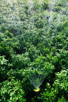 irrigation on the field of potatoes
