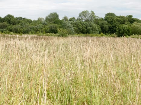 beautiful field with trees and sky on a nice sunny day in england uk long grass