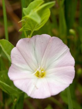 white moonflower on the floor of a meadow close up