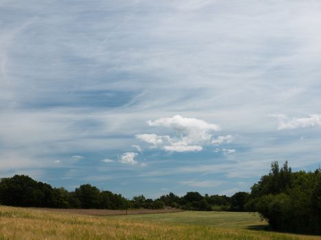 a farmers field growing in the summer on a bright clear day no people