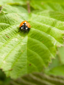 ladybird resting on a green leaf in the summer sun and heat outside macro