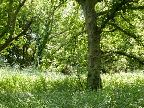 foliage and greenery beautiful inside the middle of forest lush