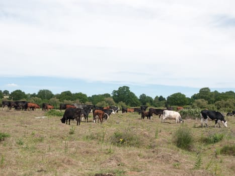 many coloured cows outside in a field on a sunny day grazing and relaxing