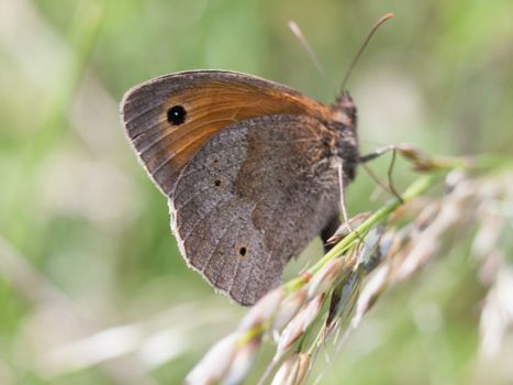 beautiful moth in the grass and on the leaf in summer - wings in focus