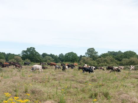 many coloured cows outside in a field on a sunny day grazing and relaxing