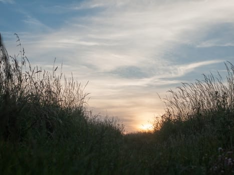sunset in a field with sky and grass growing