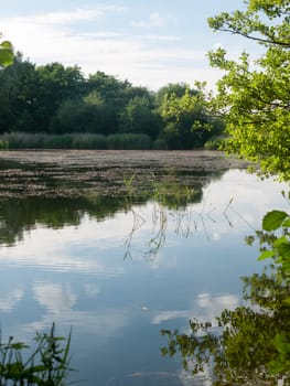 beautiful blue and clouded sky reflected in lake with trees and reeds no people