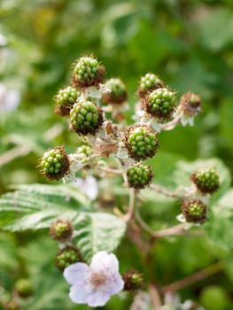 blackberries growing in the early summer heat and light not yet ready to eat