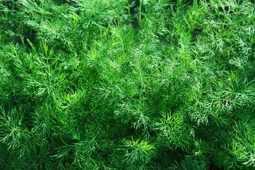 green fennel which is growing up on a bed for useful food