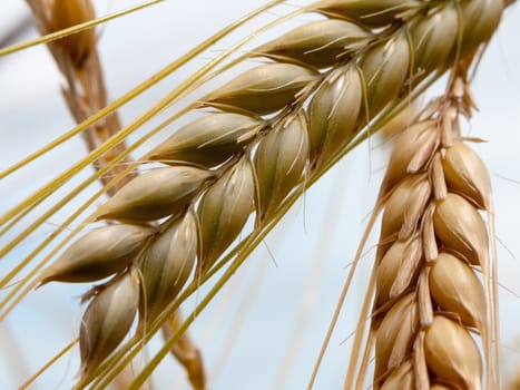 close up macro of corn with sky in background