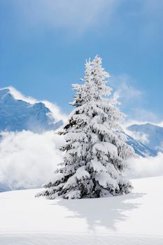Fir tree covered in fresh snow