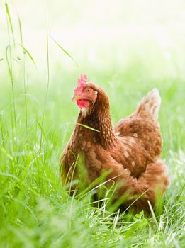 Chicken in Meadow