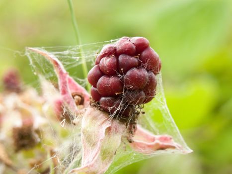 red berry growing close up detail