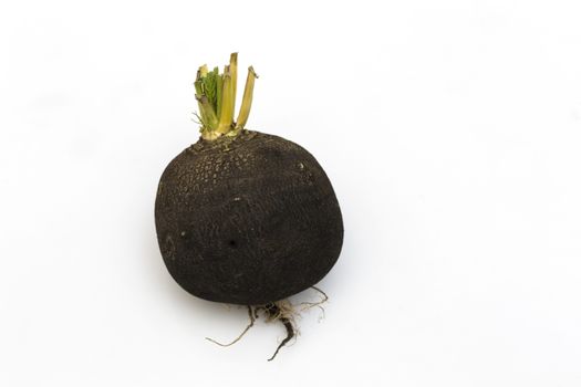 Black Spanish Radish on white. Black Radish side view with rootlets.