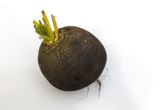 Black Spanish Radish on white. Black Radish side view with rootlets.