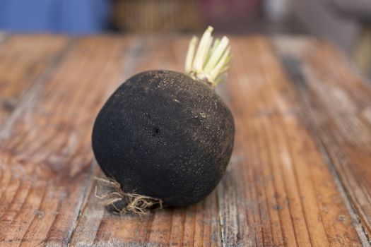 Black Spanish Radish on wooden table, side view. Black Radish with rootlets.
