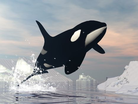 Killer whale jumping upon ocean among icebergs by sunset