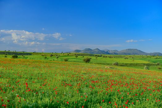 large poppy fields