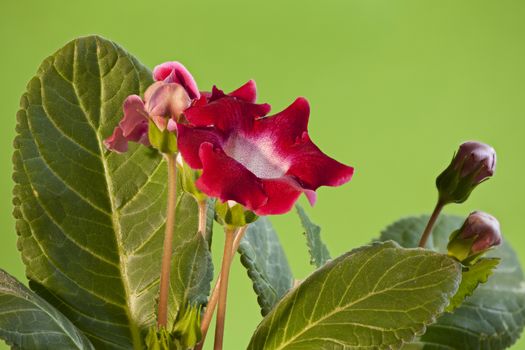 Red gloxinia flowers Macro shot