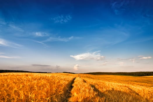 Ripe wheat at sunset landscape. Backdrop of ripening ears of yellow wheat field on the sunset. Copy space of the setting sun rays on horizon in rural meadow